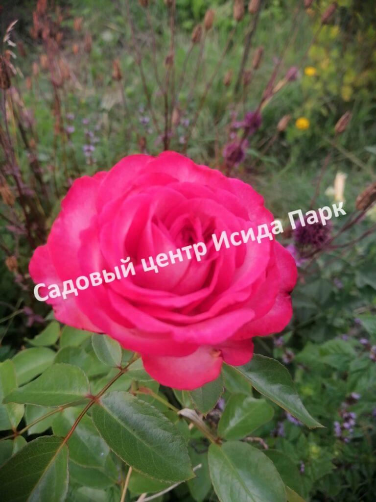 Роза плетистая Антик (Antik)
