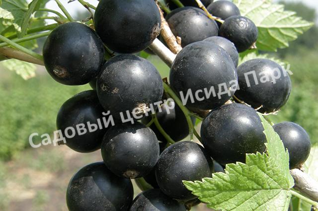 Подготовка почвы и удобрения