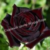 Роза Черная королева 1