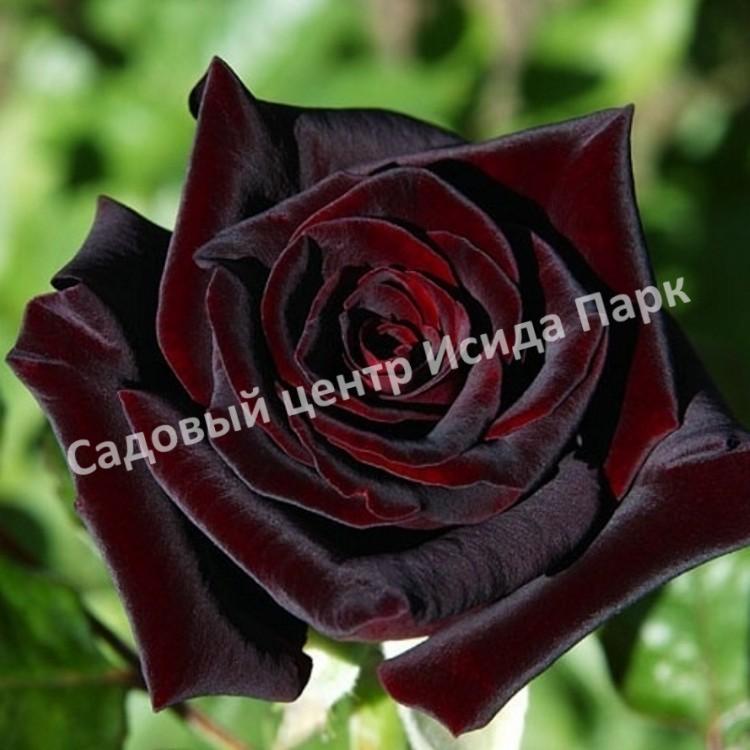 Роза Черная королева