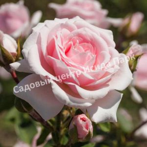 Роза Пинк Диадем (Pink Diadem)