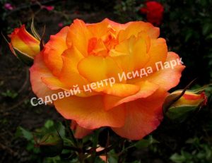 Роза Сахара