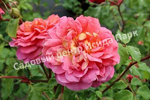 Роза кристофер марлоу фото и описание