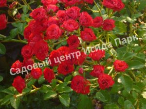 Роза Пол Скарлет