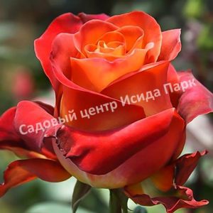 Роза Кофе Брейк (Coffee Break)