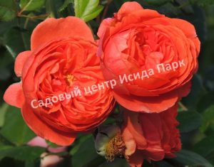 Роза Саммер Сонг (Summer Song)