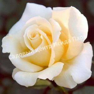 Роза Элина (Elina)