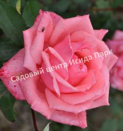 Роза Бель Анж (Bel Ange) Роза Бель Анж (Bel Ange)