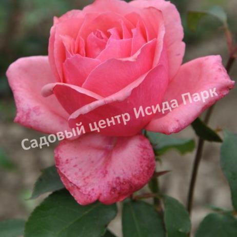 Роза Бель Анж (Bel Ange) Роза Бель Анж (Bel Ange)