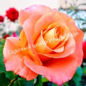 Роза Экзотика (Exotica)