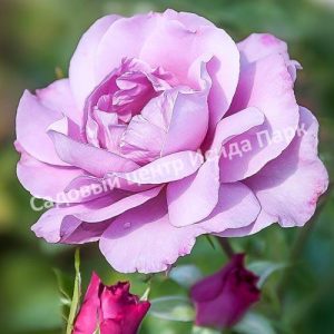 Роза Королева Красоты (The Beauty Queen)