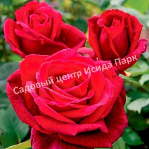 Роза Мистер Линкольн (Mister Lincoln)