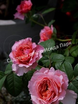Роза Глазурная помадка