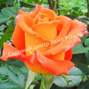 Роза Моника (Monica)