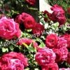 Роза Декор Роуз 1