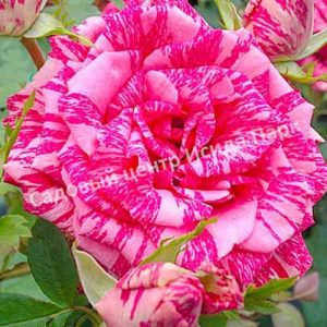 Роза Пинк Интуишн (Pink Intuition)