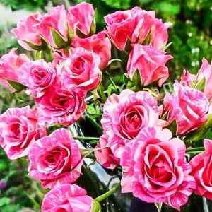 Роза Пинк Флеш (Pink Flash)