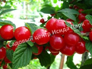 Войлочная вишня Алиса