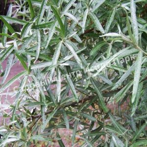 Облепиха Алей