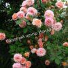 Роза английская Абрахам Дерби (Abraham Darby) 6