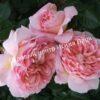 Роза английская Абрахам Дерби (Abraham Darby) 4