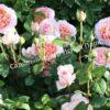 Роза английская Абрахам Дерби (Abraham Darby) 5