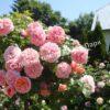 Роза английская Абрахам Дерби (Abraham Darby) 7