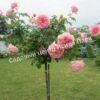 Роза английская Абрахам Дерби (Abraham Darby) 8