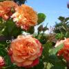 Роза Алоха (Aloha) 8