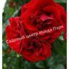 Роза Амадеус (Amadeus) 8