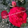 Роза Амадеус (Amadeus) 9