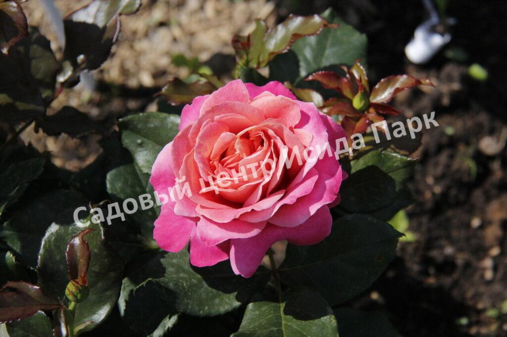 Роза Аметист (Ametista)