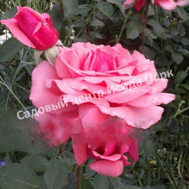 Роза Бель Анж (Bel Ange) Роза Бель Анж (Bel Ange)