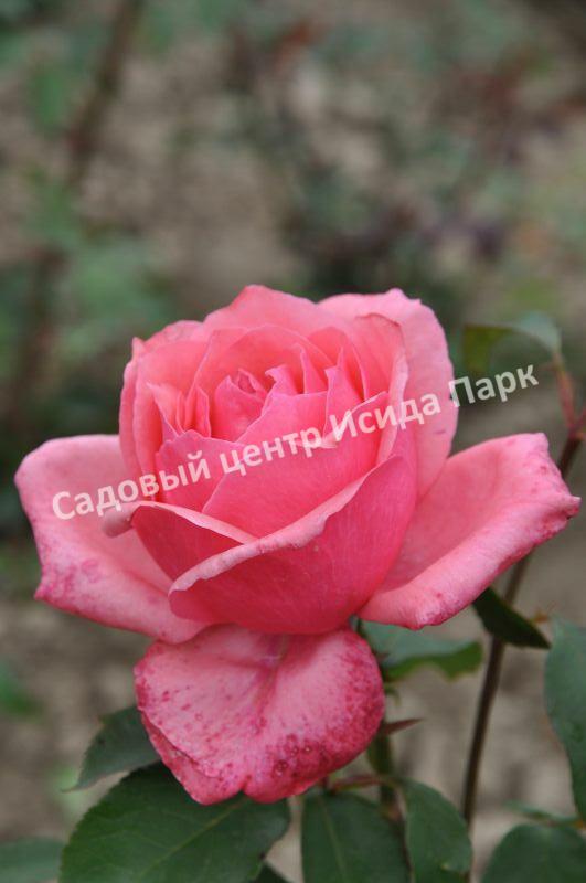 Роза Бель Анж (Bel Ange) Роза Бель Анж (Bel Ange)