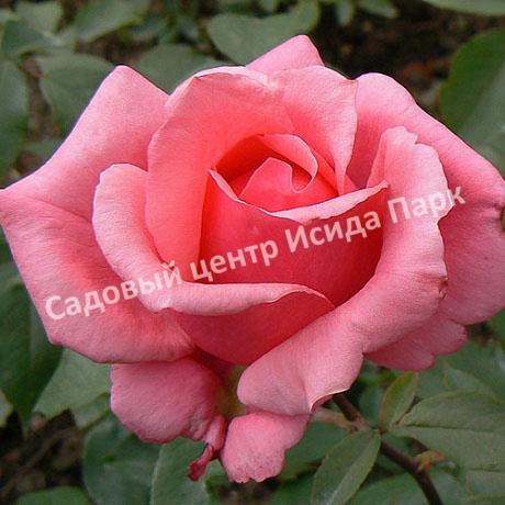 Роза Бель Анж (Bel Ange) Роза Бель Анж (Bel Ange)