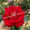 Роза Биколетте (Bicolette) 7