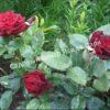 Роза Блэк Баккара (Black Baccara) 6