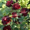 Роза Блэк Баккара (Black Baccara) 4