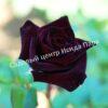 Роза Блэк Баккара (Black Baccara) 7