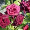 Роза Блэк Баккара (Black Baccara) 5