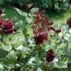 Роза Блэк Баккара (Black Baccara) 8