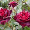 Роза Блэк Баккара (Black Baccara) 9