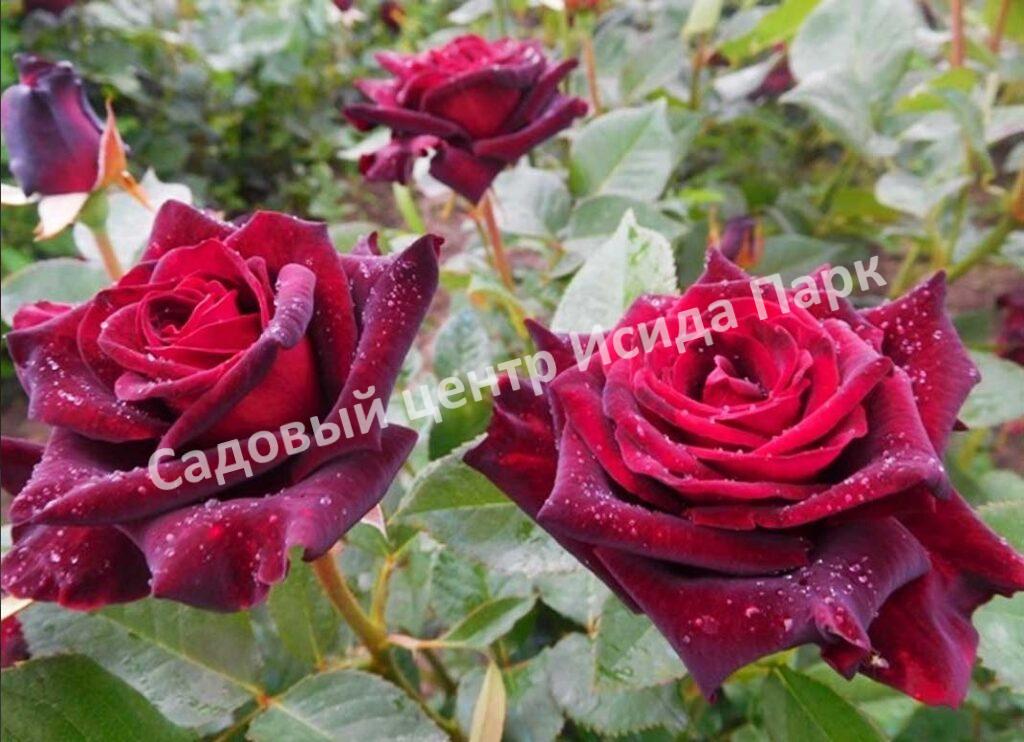 Роза Блэк Баккара (Black Baccara)