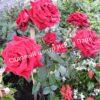 Роза Блэк Черри (Black Cherry) 7