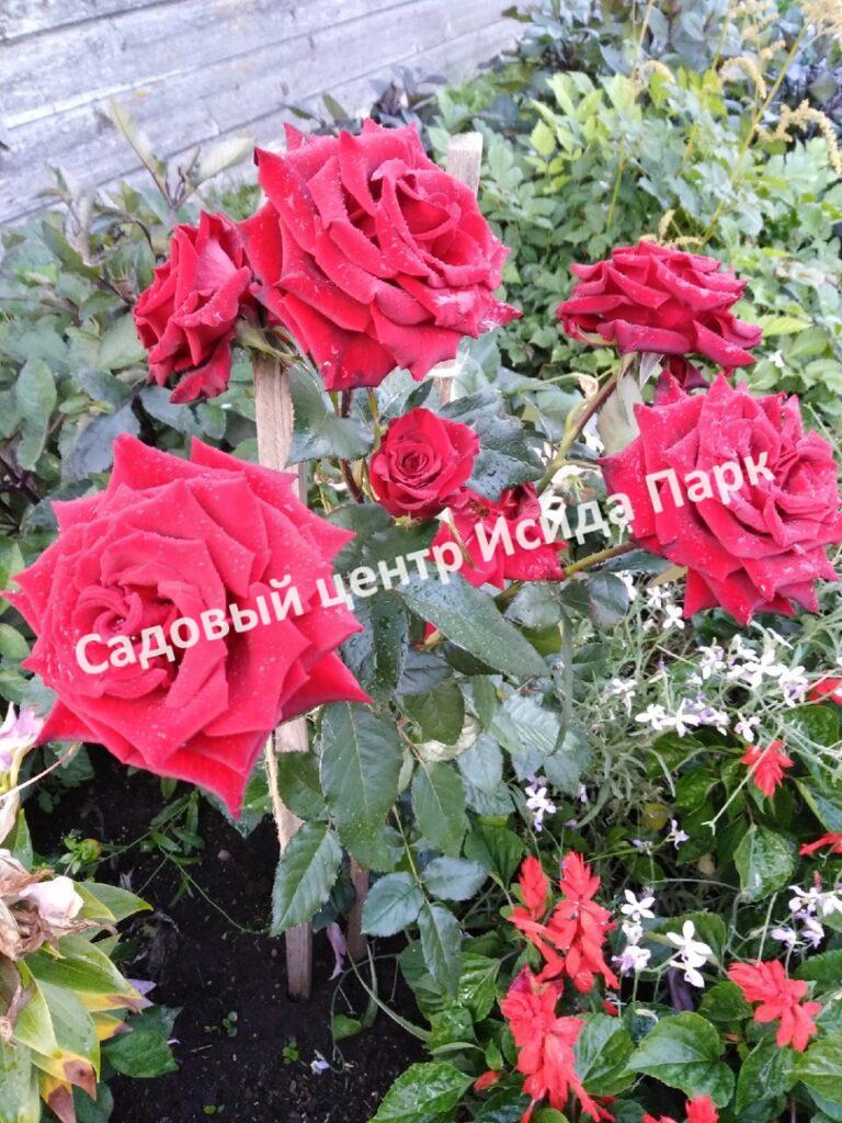 Роза Блэк Черри (Black Cherry)
