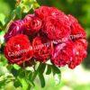 Роза Блэк Черри (Black Cherry) 8