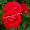 Роза Блэк Черри (Black Cherry) 9