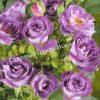 Роза Блю фо ю (Blue for You) 5
