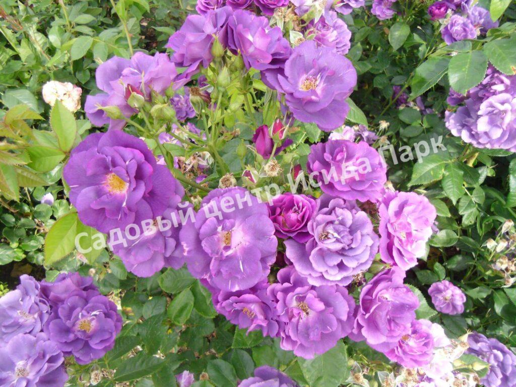 Роза Блю фо ю (Blue for You)