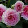 Роза Сезар, Цезарь (Cesar, MEIsardan, Romantic Occasion) 8